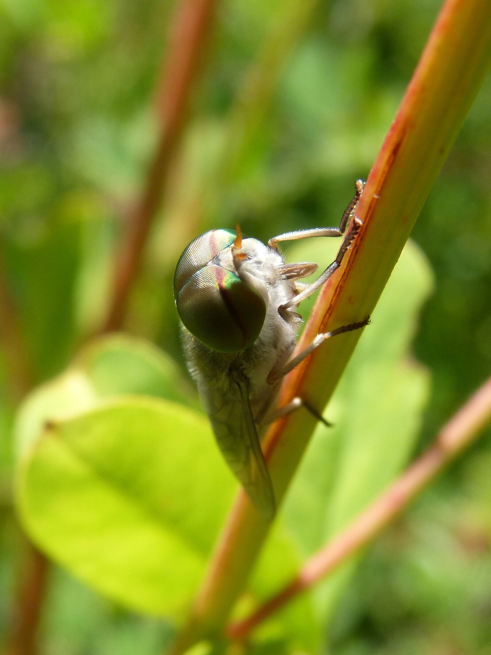 Panasonic DMC-FZ62 sample photo. Horsefly, eyes compounds, hexagons photography