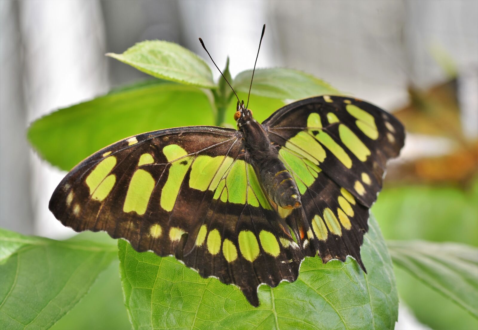 Nikon D7200 sample photo. Butterfly, tropical butterfly, exotic photography