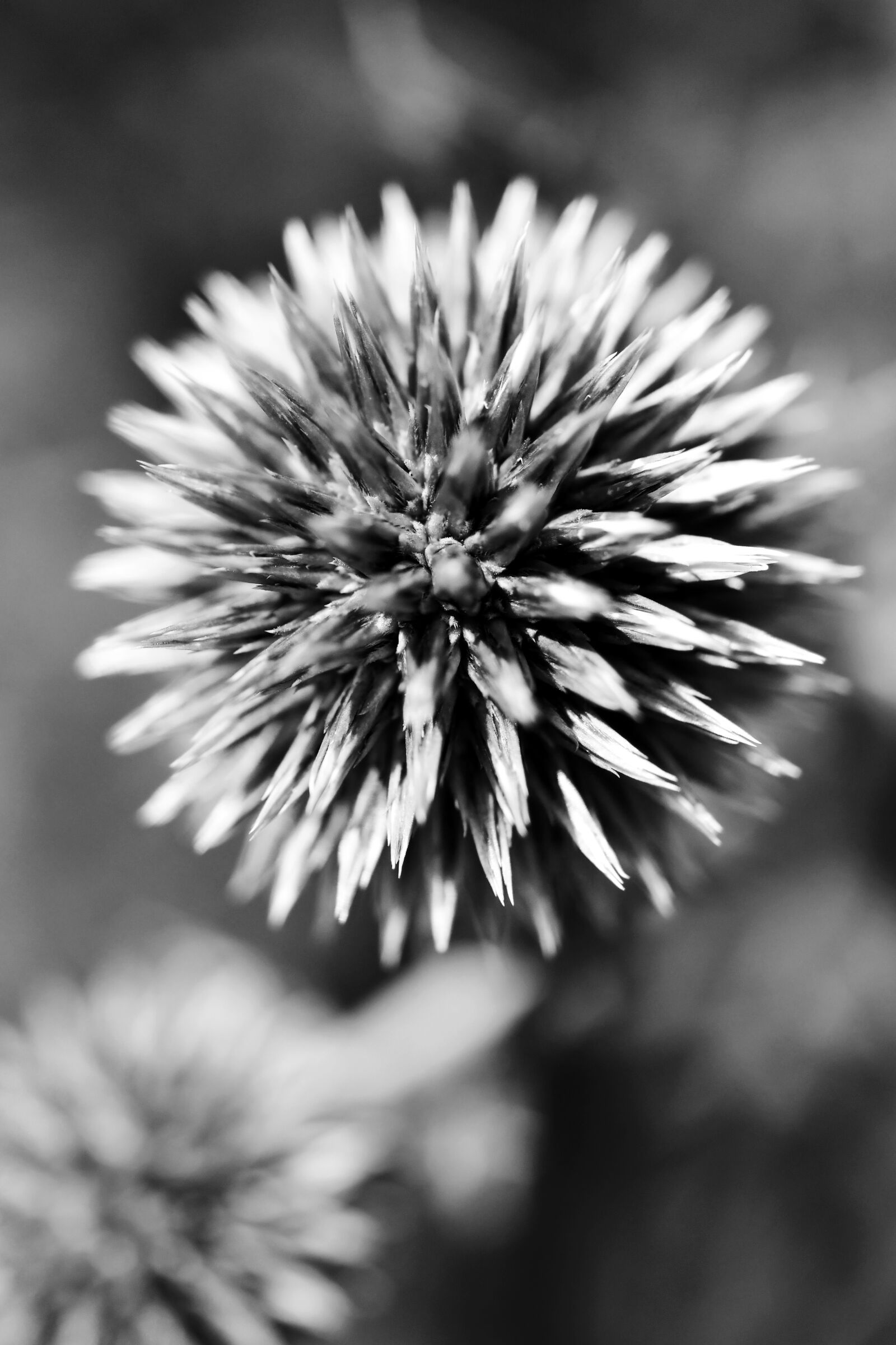 Nikon D500 sample photo. Black and white, plant photography