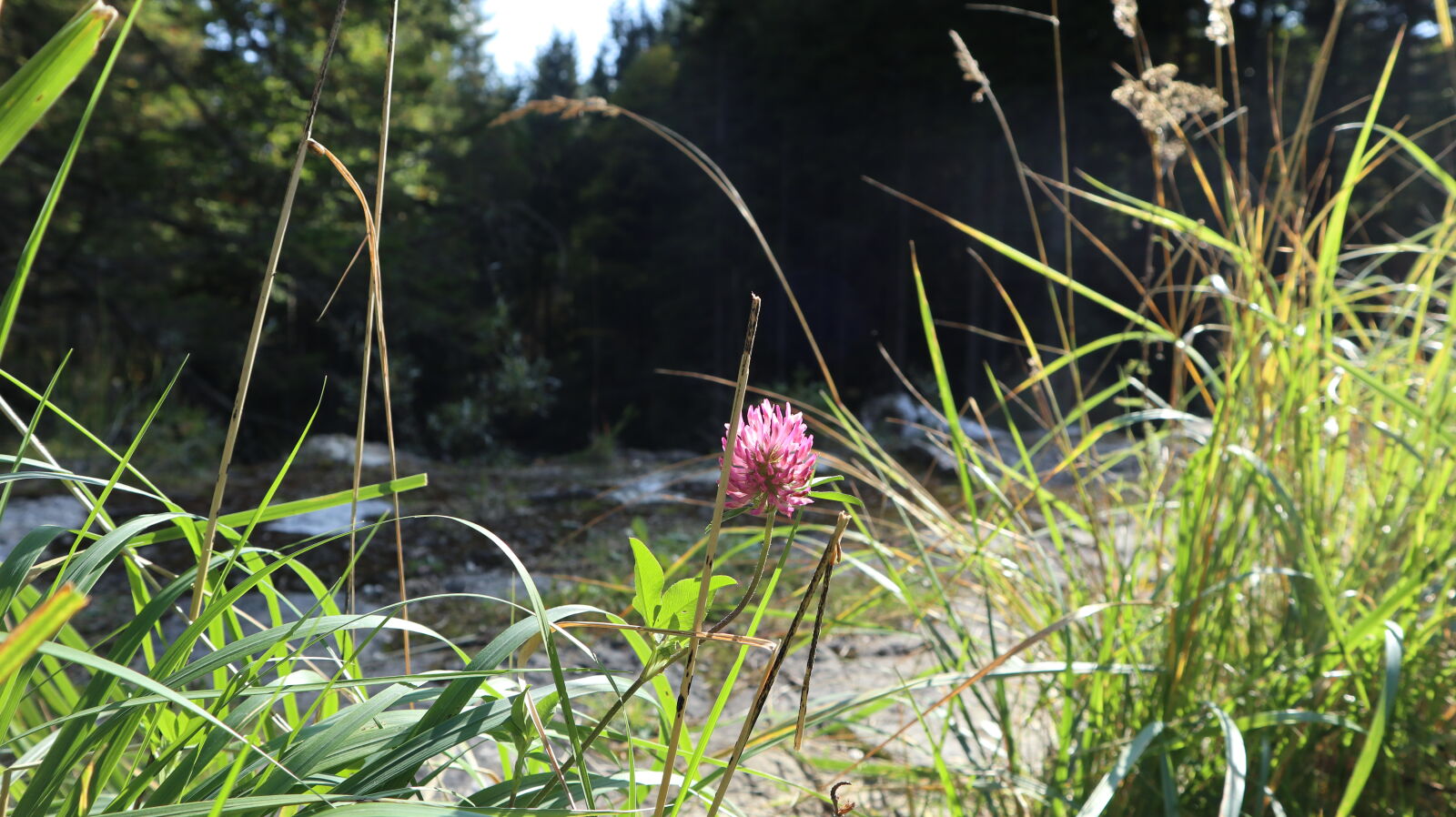Canon EF-M 15-45mm F3.5-6.3 IS STM sample photo. Brook, flower, forest, grass photography