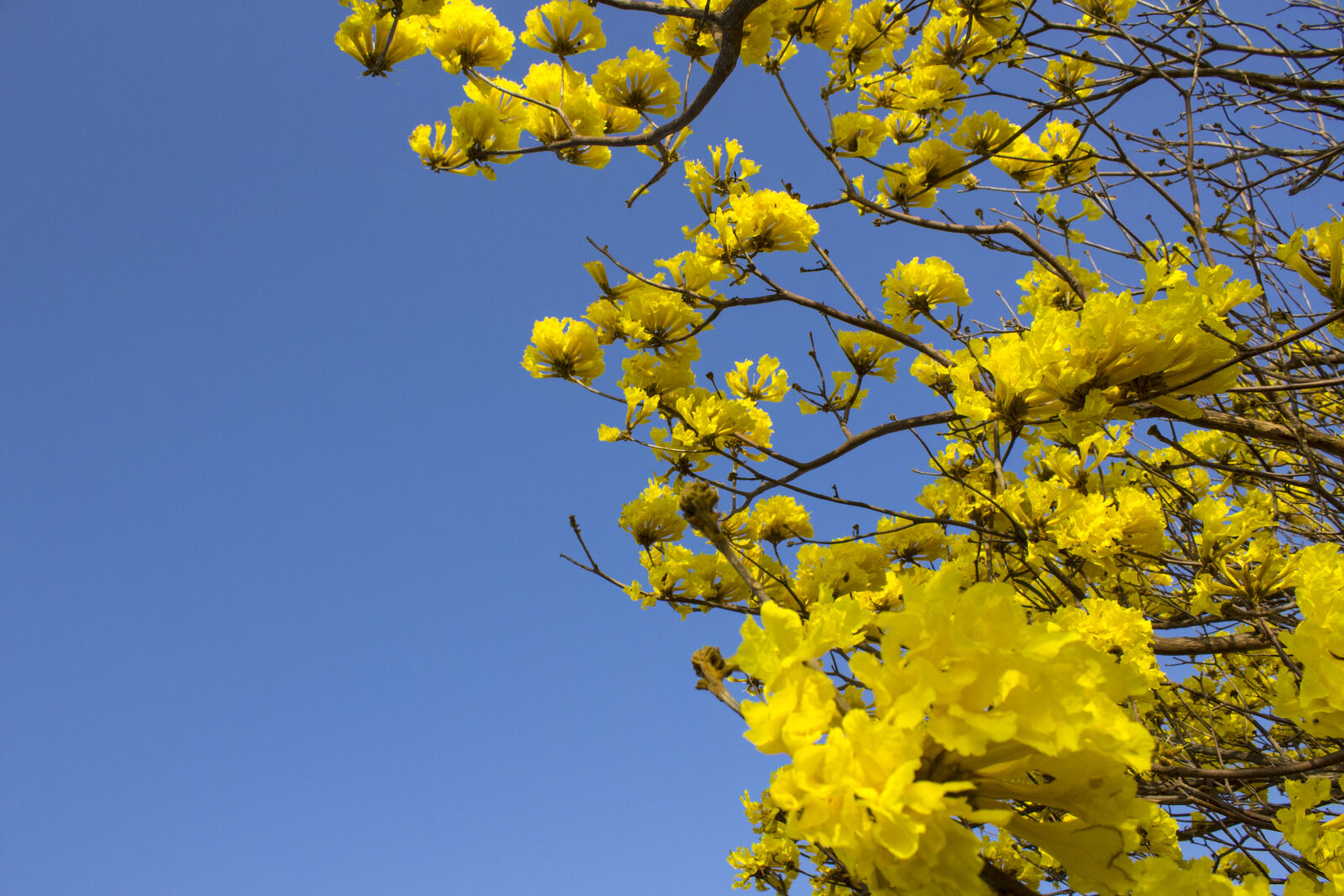 Canon EOS 1200D (EOS Rebel T5 / EOS Kiss X70 / EOS Hi) sample photo. Casanare, colombia, flor, amarillo photography