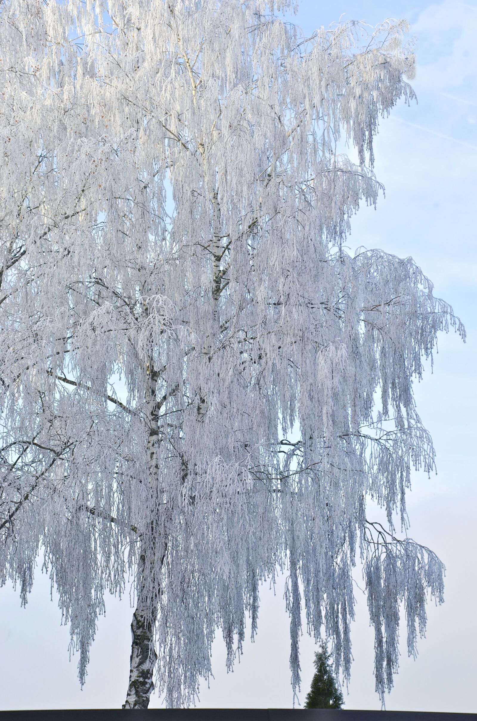 Nikon D5100 sample photo. Birch, tree, winter photography
