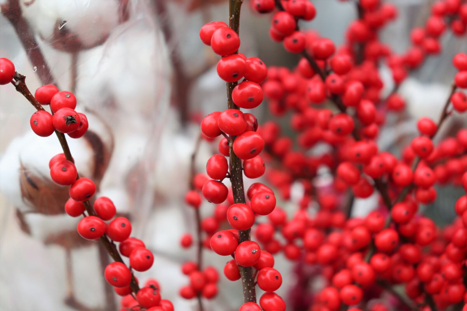 Canon EOS 200D (EOS Rebel SL2 / EOS Kiss X9) sample photo. Common holly, red berries photography