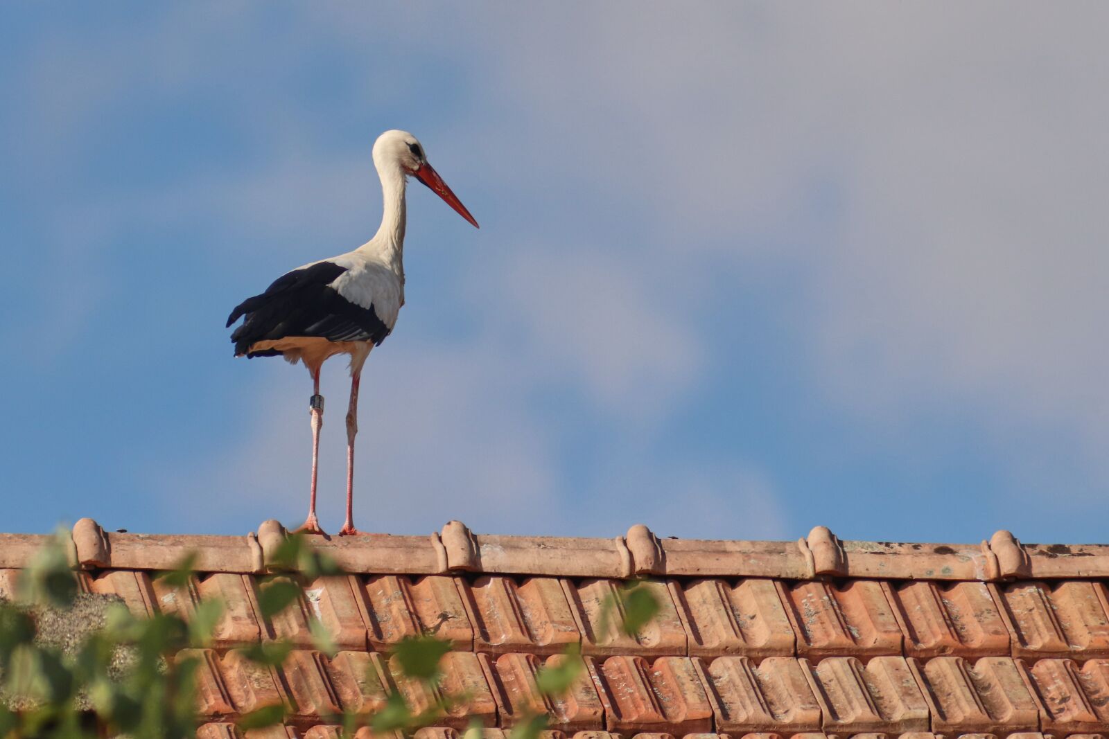 Canon EF 300mm F4L IS USM sample photo. Stork, roof, bird photography