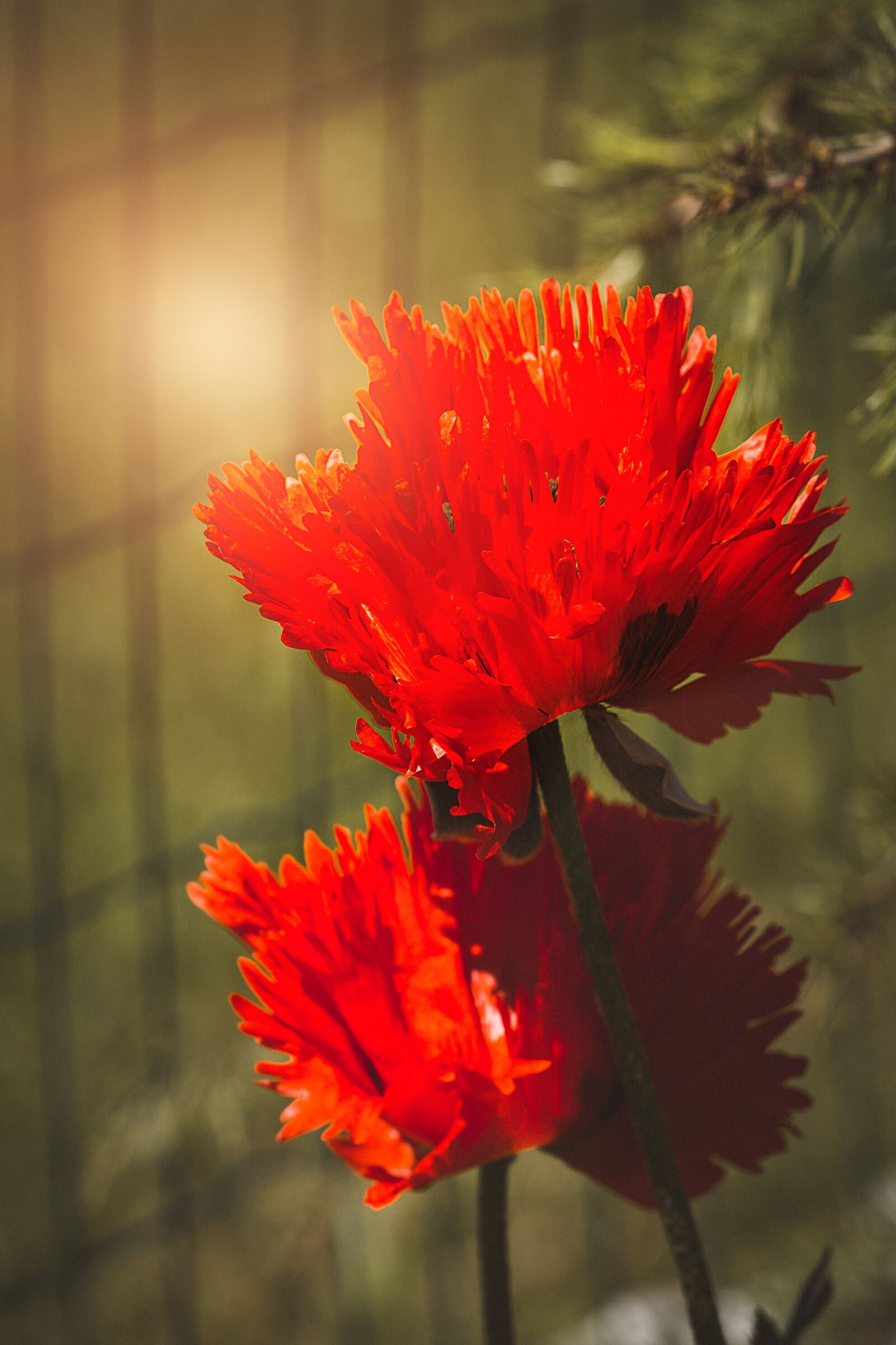 Nikon D7100 sample photo. Poppy, flower, poppy flower photography