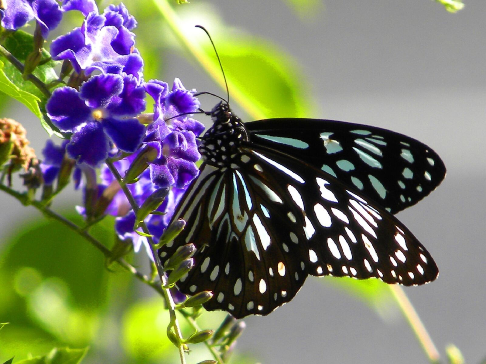 Nikon Coolpix P90 sample photo. Butterfly, insect, macro photography