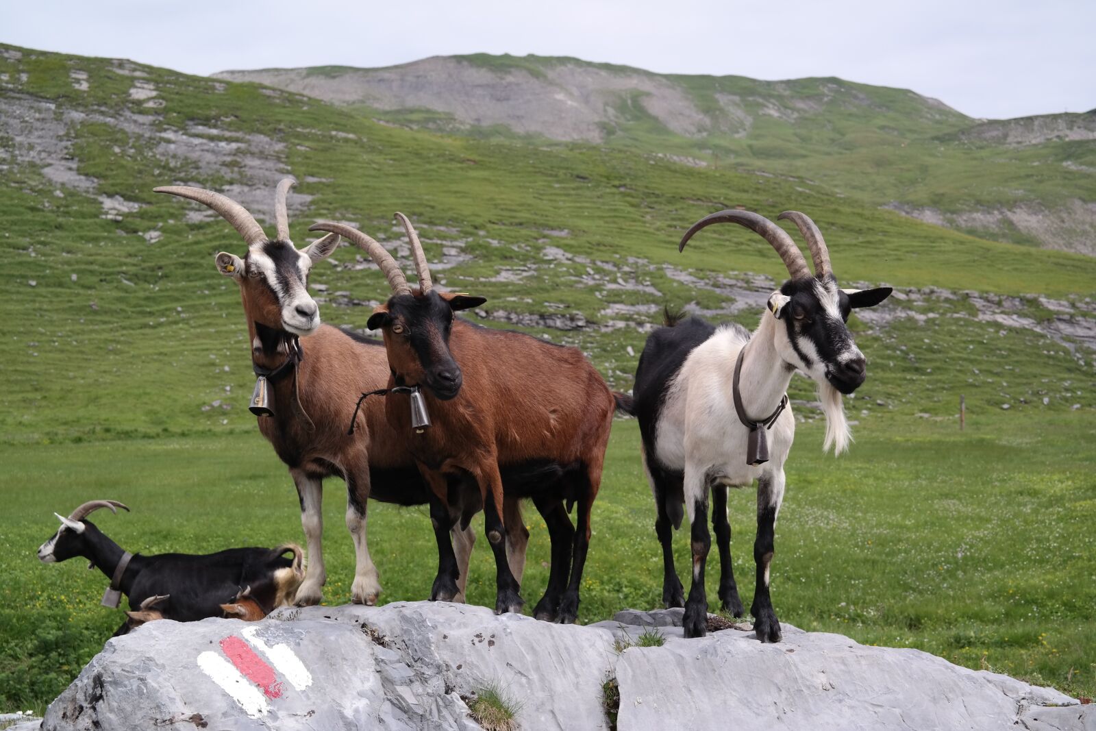 Samsung NX300 sample photo. Mountains, alp, goats photography