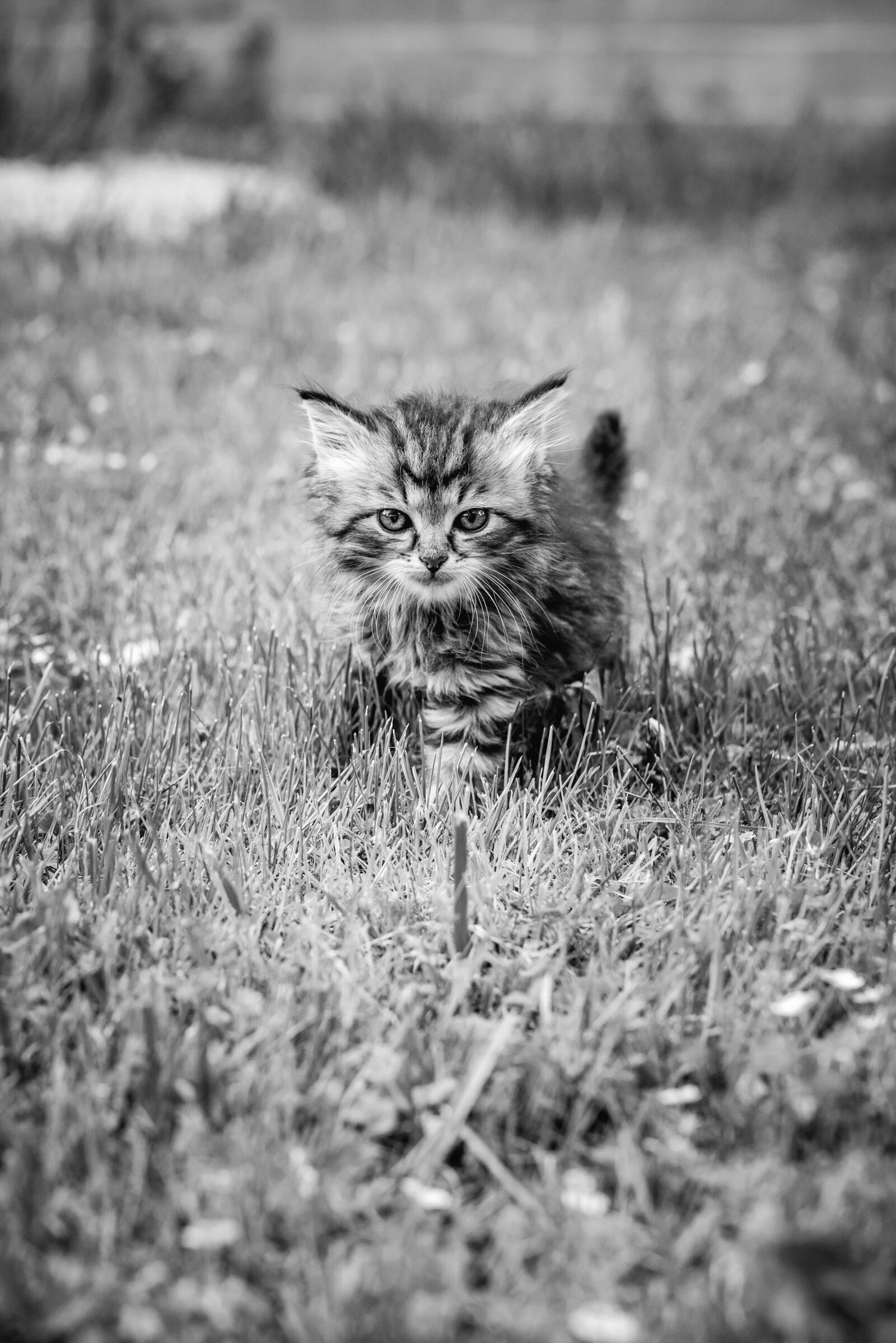 Nikon D810 sample photo. Kitten, summer, animal photography