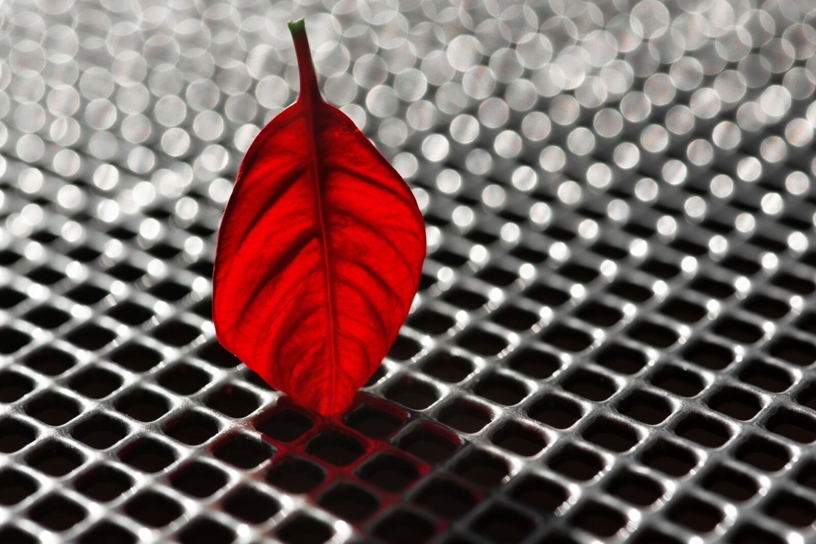 Nikon D7200 sample photo. Leaf, poinsettia, red leaf photography