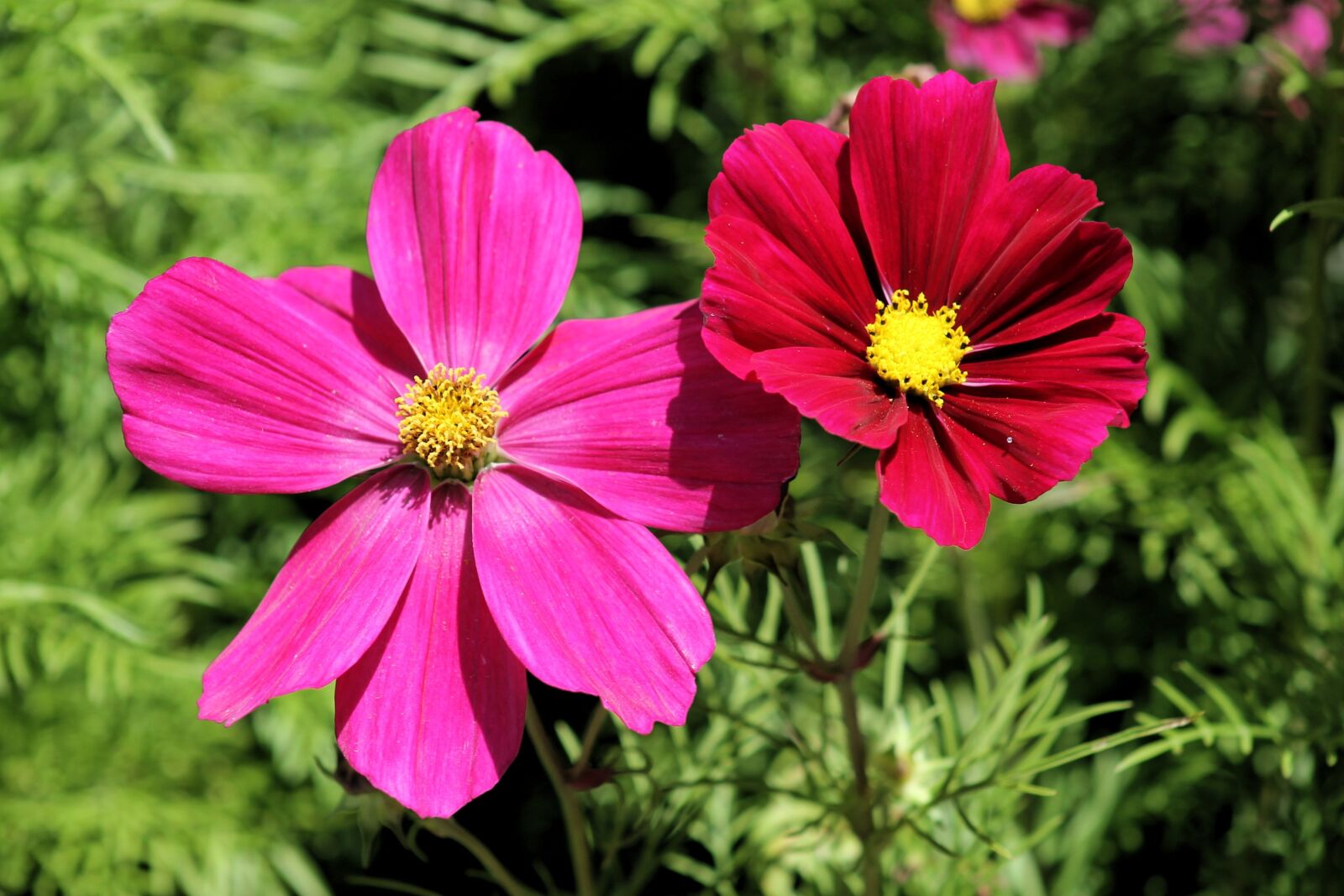 Canon EOS 1100D (EOS Rebel T3 / EOS Kiss X50) sample photo. Cosmos bipinnatus, cosmea, flowers photography