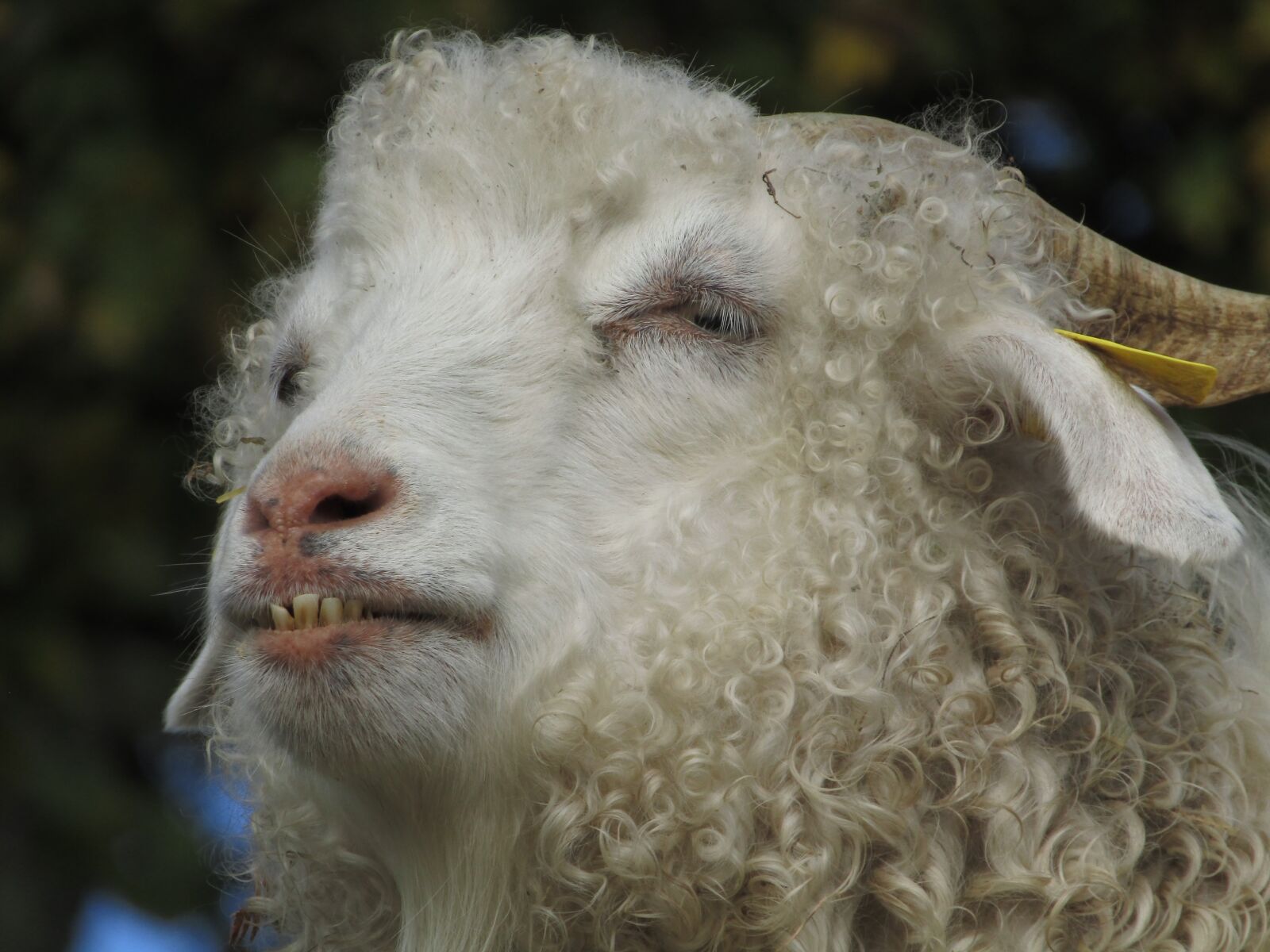 Canon PowerShot SX410 IS sample photo. Ram, teeth, asleep photography