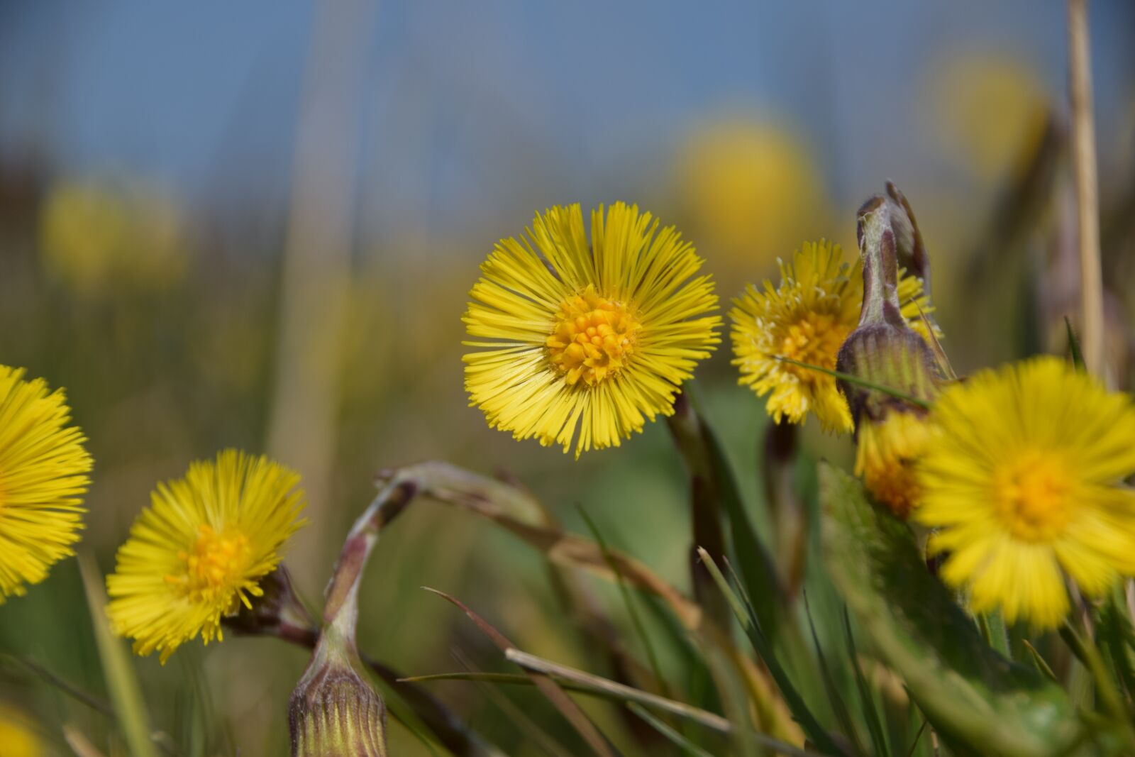 Nikon D3300 sample photo. Hellevoetsluis, nature, flowers photography