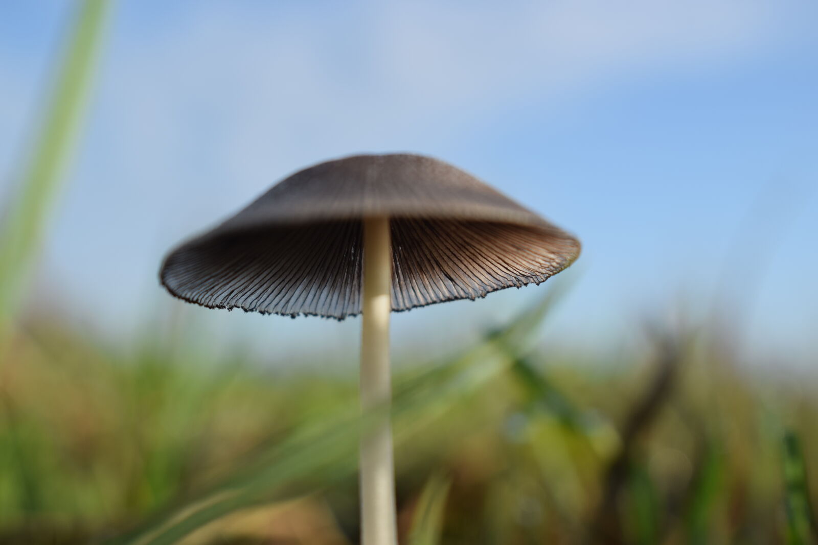 Nikon D5300 sample photo. Mushroom photography