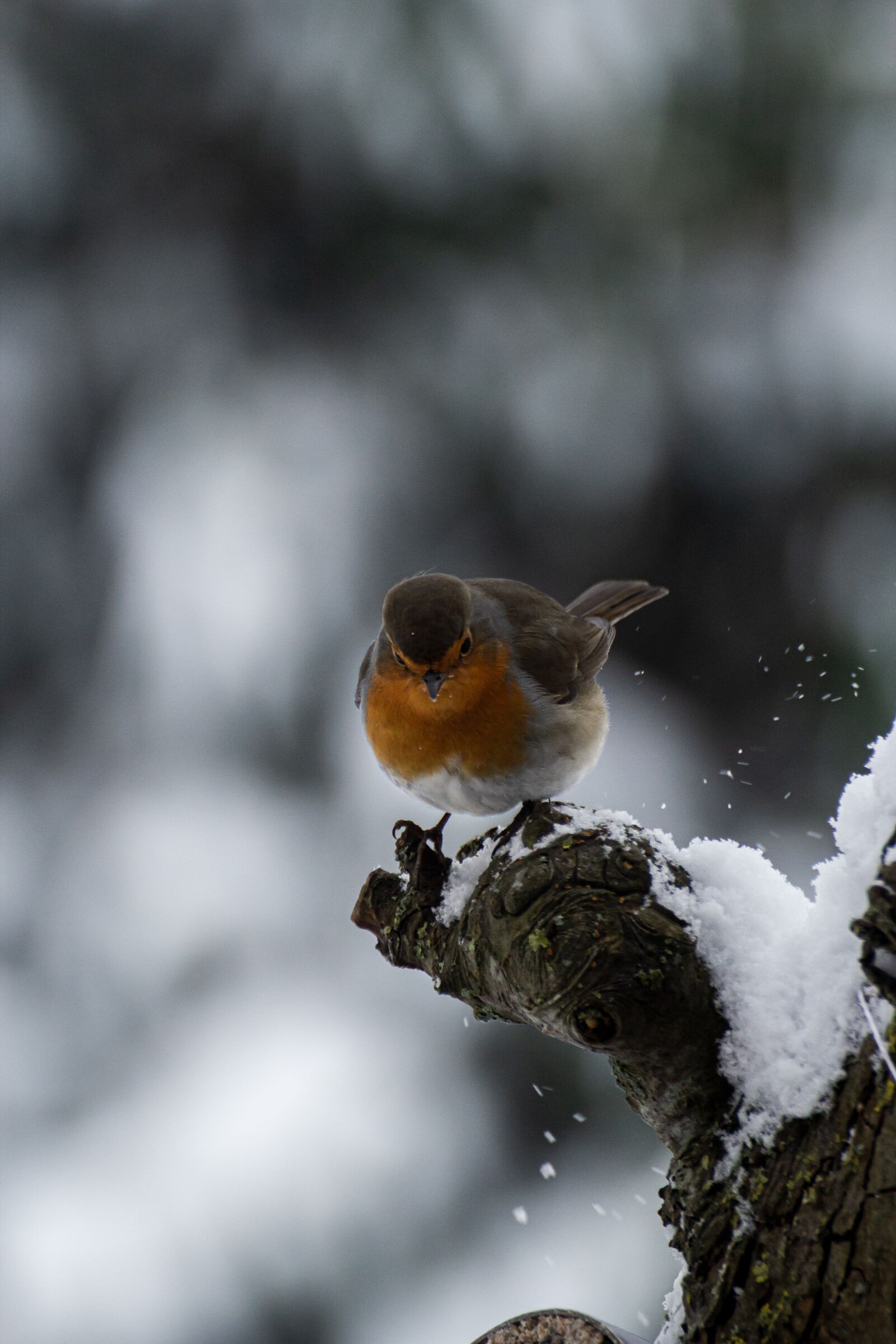 Canon EOS 550D (EOS Rebel T2i / EOS Kiss X4) sample photo. Robin, bird, winter photography