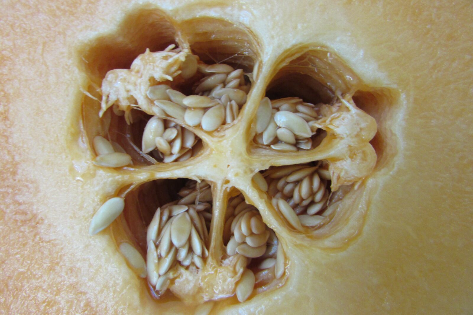Canon PowerShot SX400 IS sample photo. Fruit, seeds, food photography