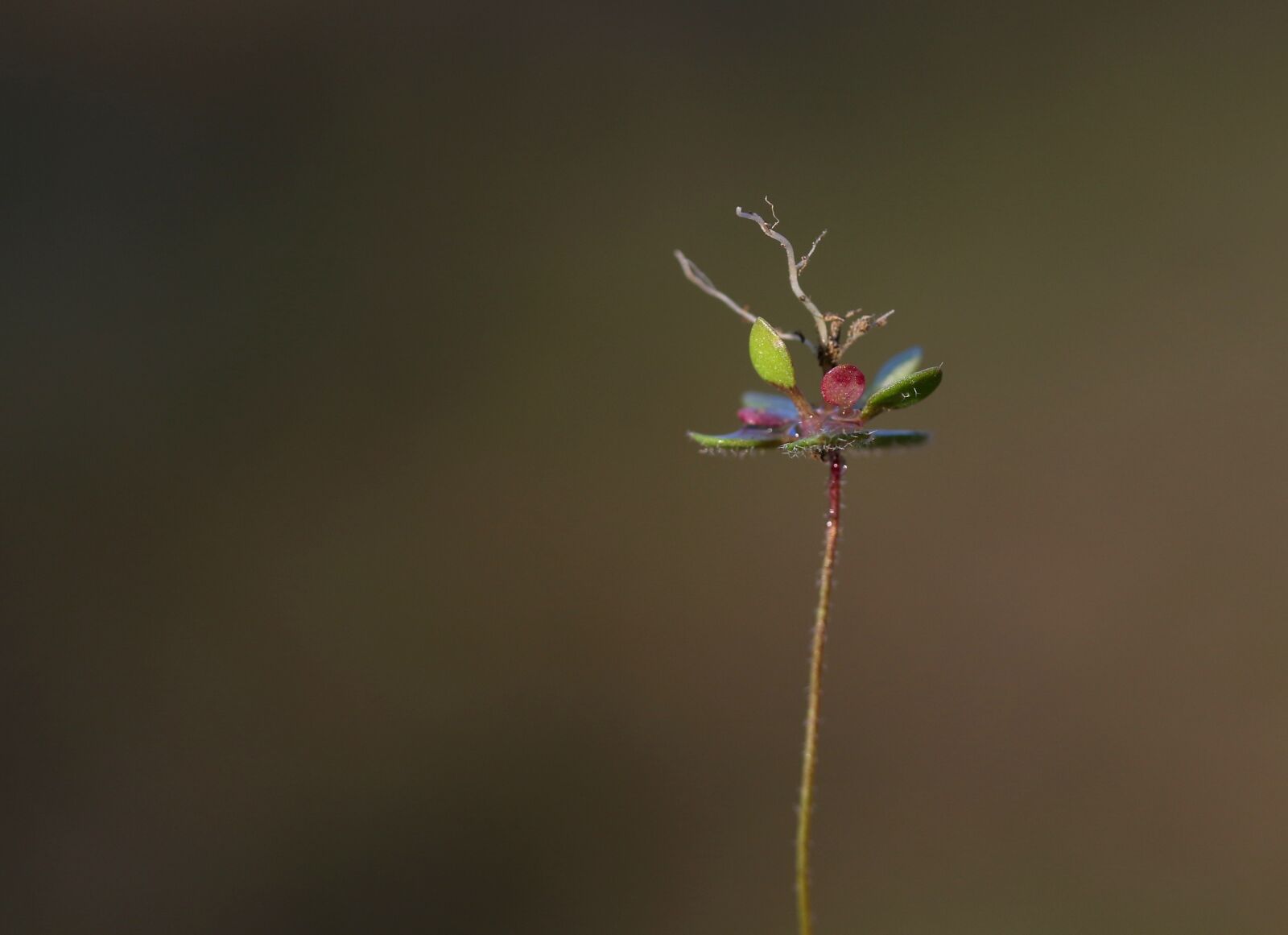 Canon EF-S 60mm F2.8 Macro USM sample photo. Flower, root, macro photography