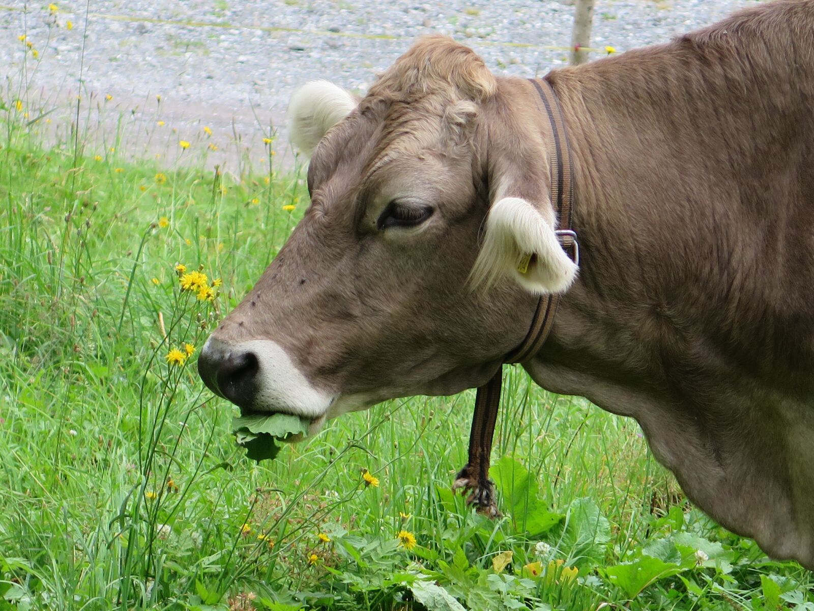 Canon PowerShot G16 sample photo. Cow, cow's head, depression photography