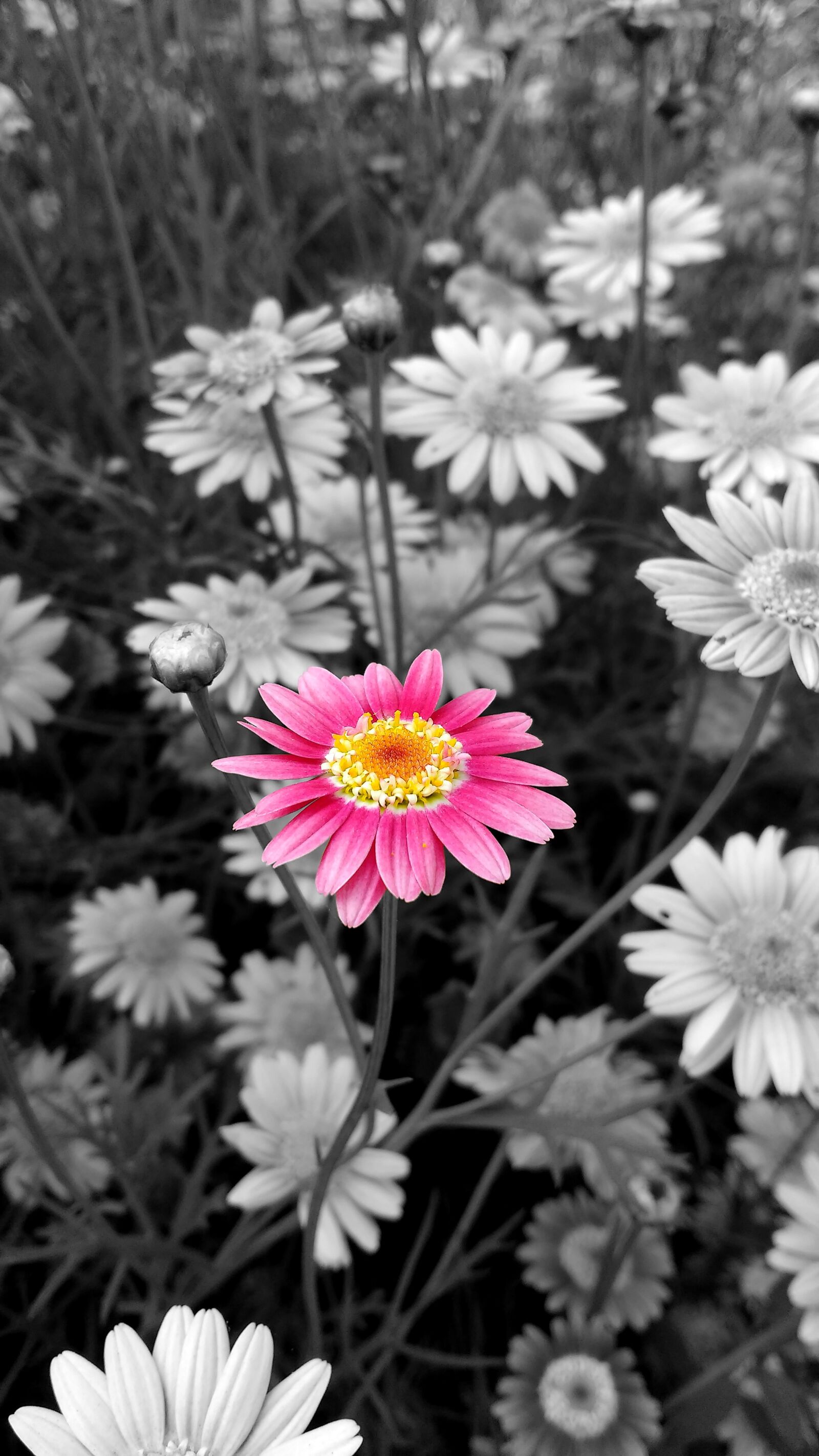 Motorola MotoG3 sample photo. Flower, flowers, rosa photography