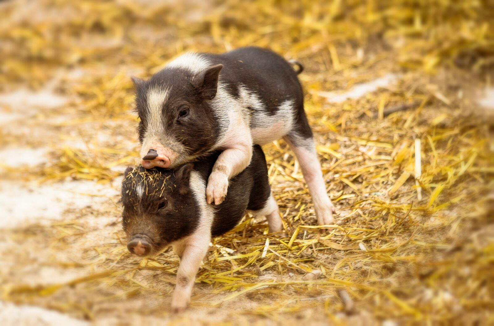 Canon EF 70-300mm F4-5.6 IS USM sample photo. Piglet, pig, animal photography