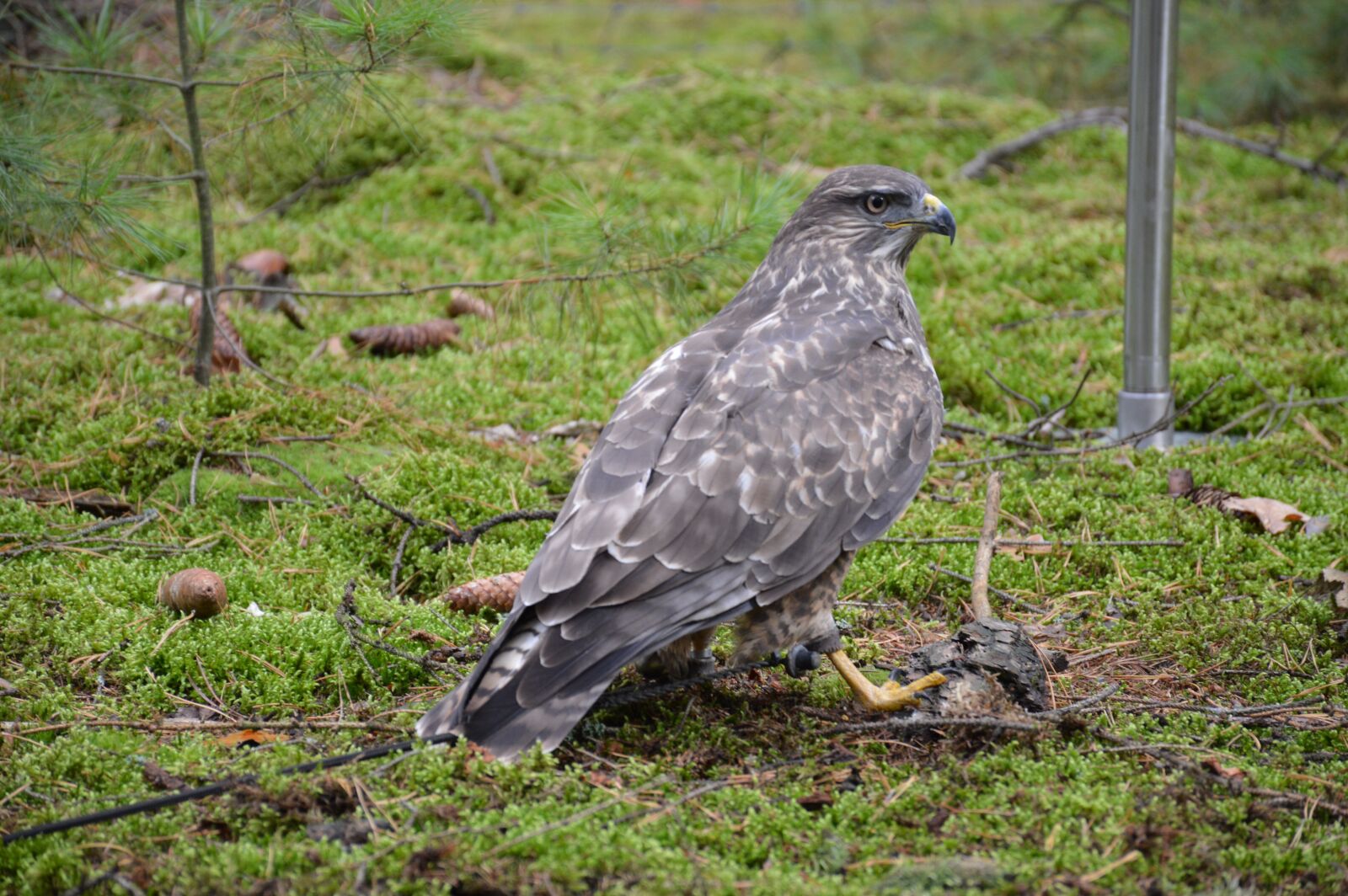 Nikon D3200 sample photo. Bird, predator, sitting photography