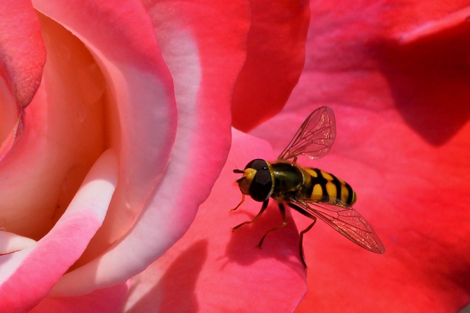 Nikon D5200 sample photo. Wasp, wasp on rose photography