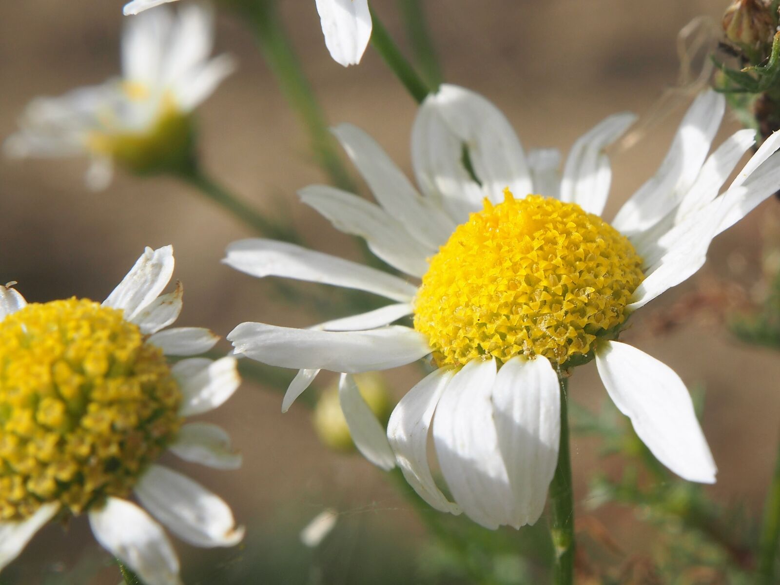 Olympus OM-D E-M10 sample photo. Flower, chamomile, blossom photography