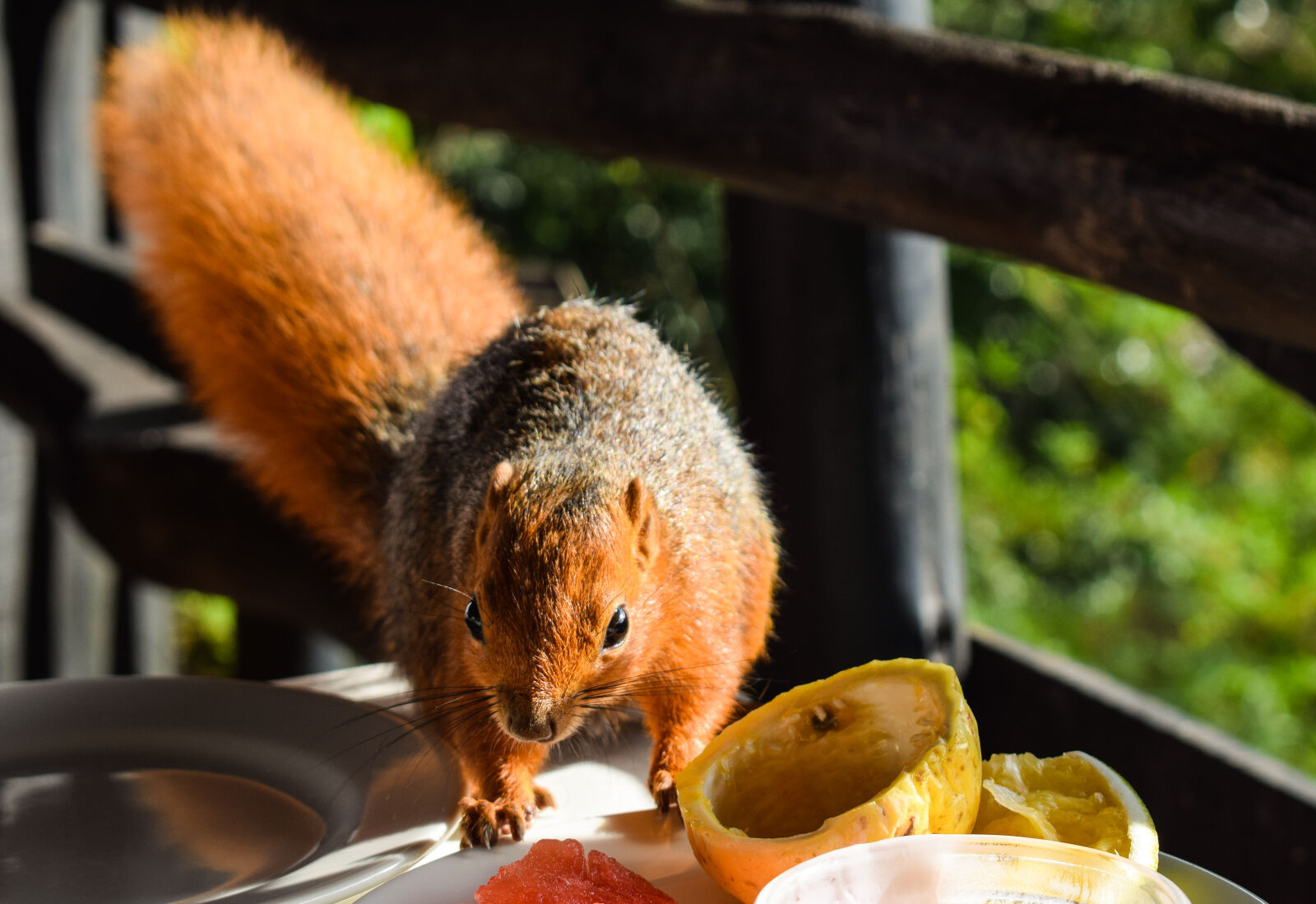 Nikon D5300 sample photo. Breakfast, squirrel photography