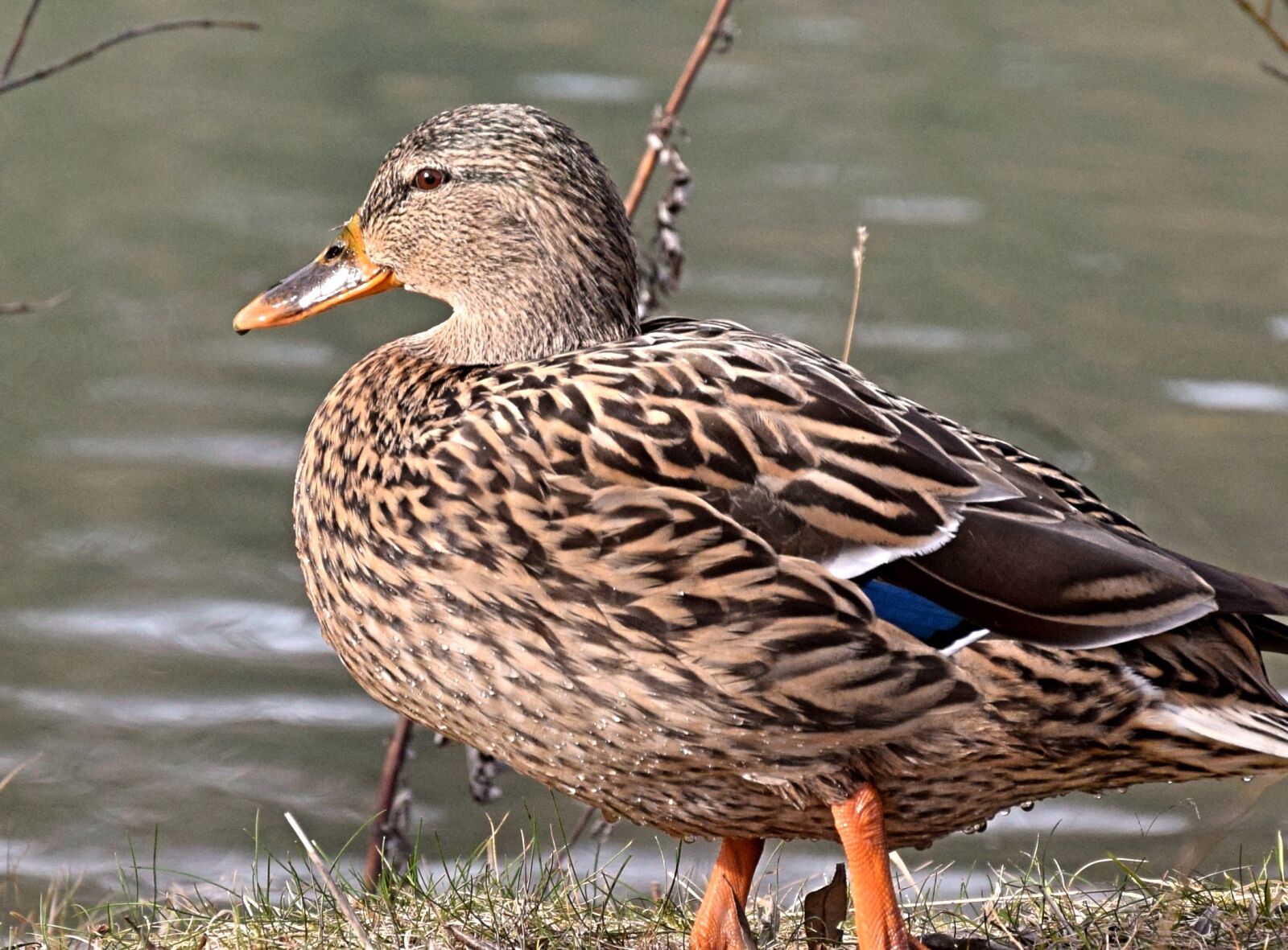 Nikon D3300 sample photo. Drake, duck, plumage photography