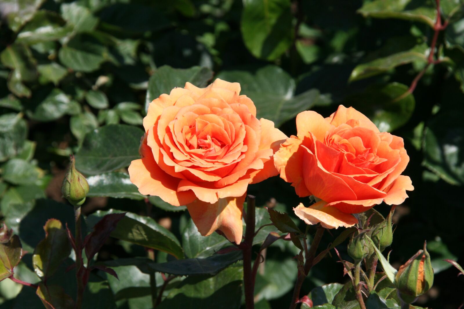 Canon EOS 400D (EOS Digital Rebel XTi / EOS Kiss Digital X) sample photo. Rose, garden, blossom photography