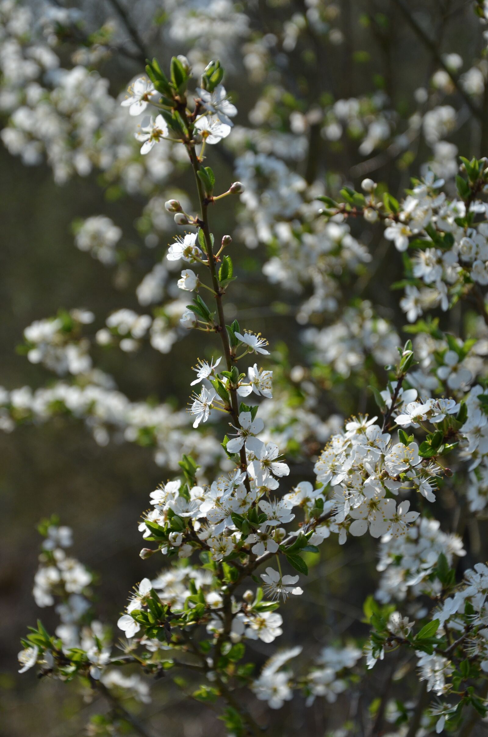 Nikon D7000 sample photo. Blossom, bloom, spring photography