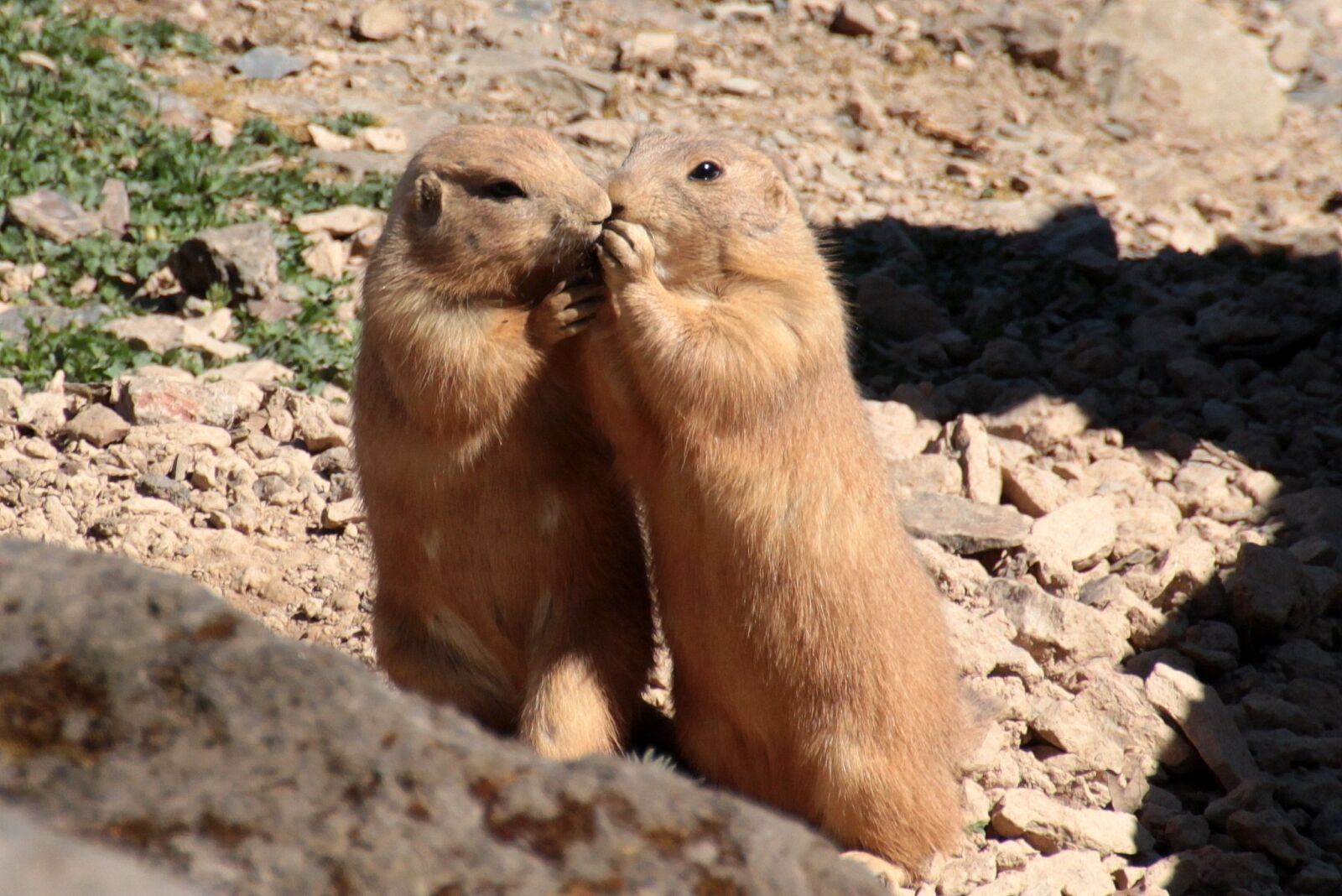 Canon EOS 650D (EOS Rebel T4i / EOS Kiss X6i) sample photo. Black-tailed prairie dog, cynomys photography