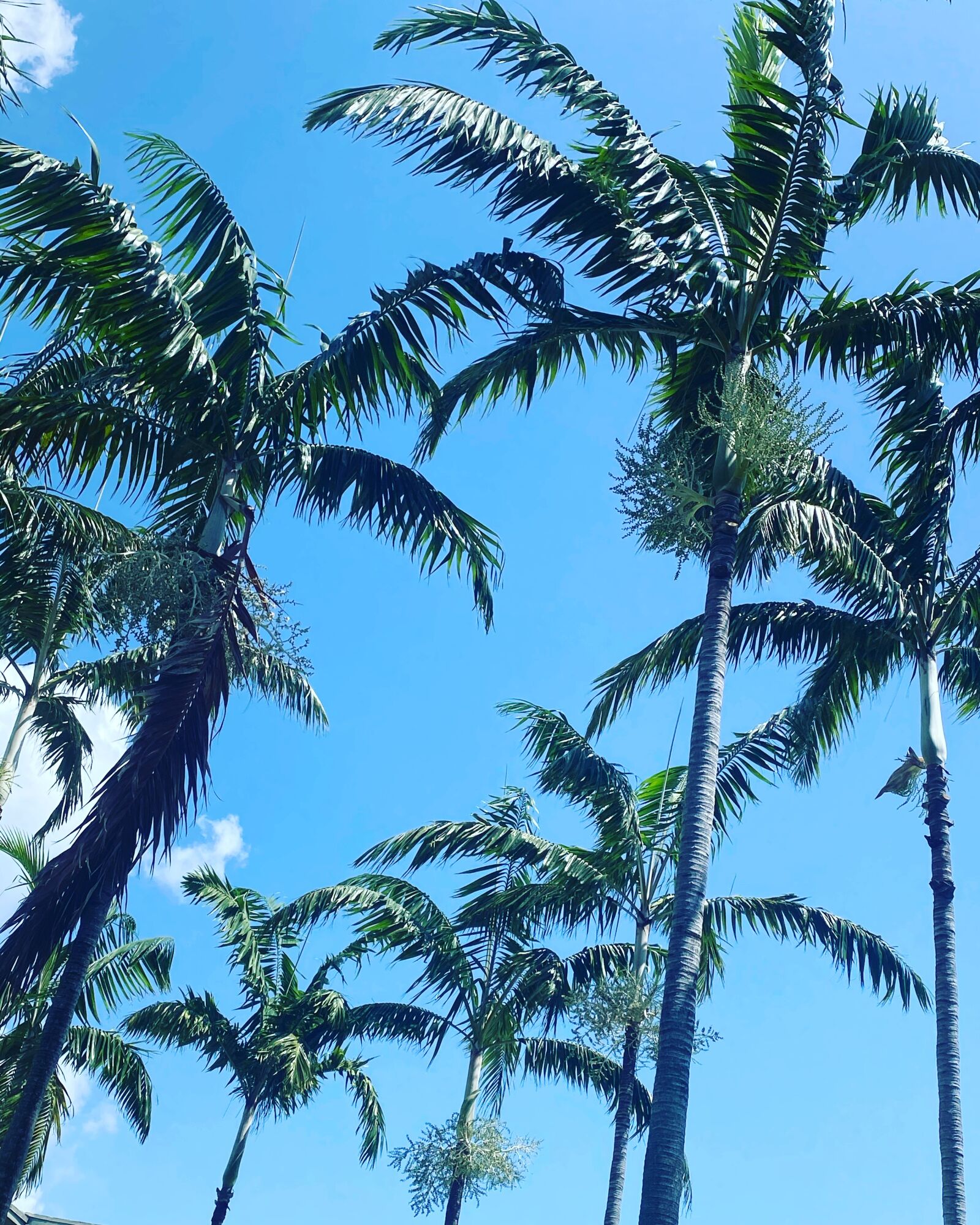 Apple iPhone 11 sample photo. Palms, sky, beach photography