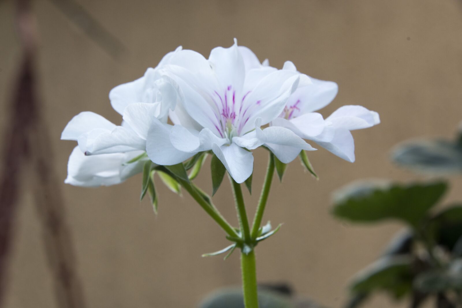 Nikon D7100 sample photo. White, flower, white flower photography