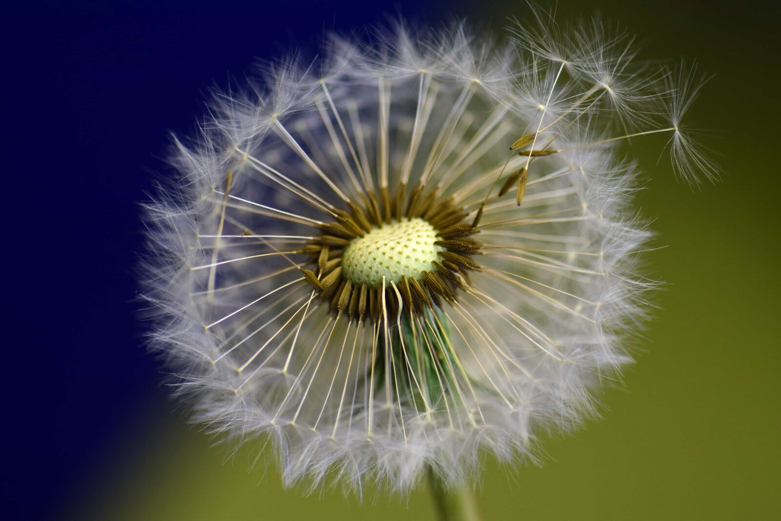 Nikon D3300 sample photo. Summer, dandelion, flower, flora photography