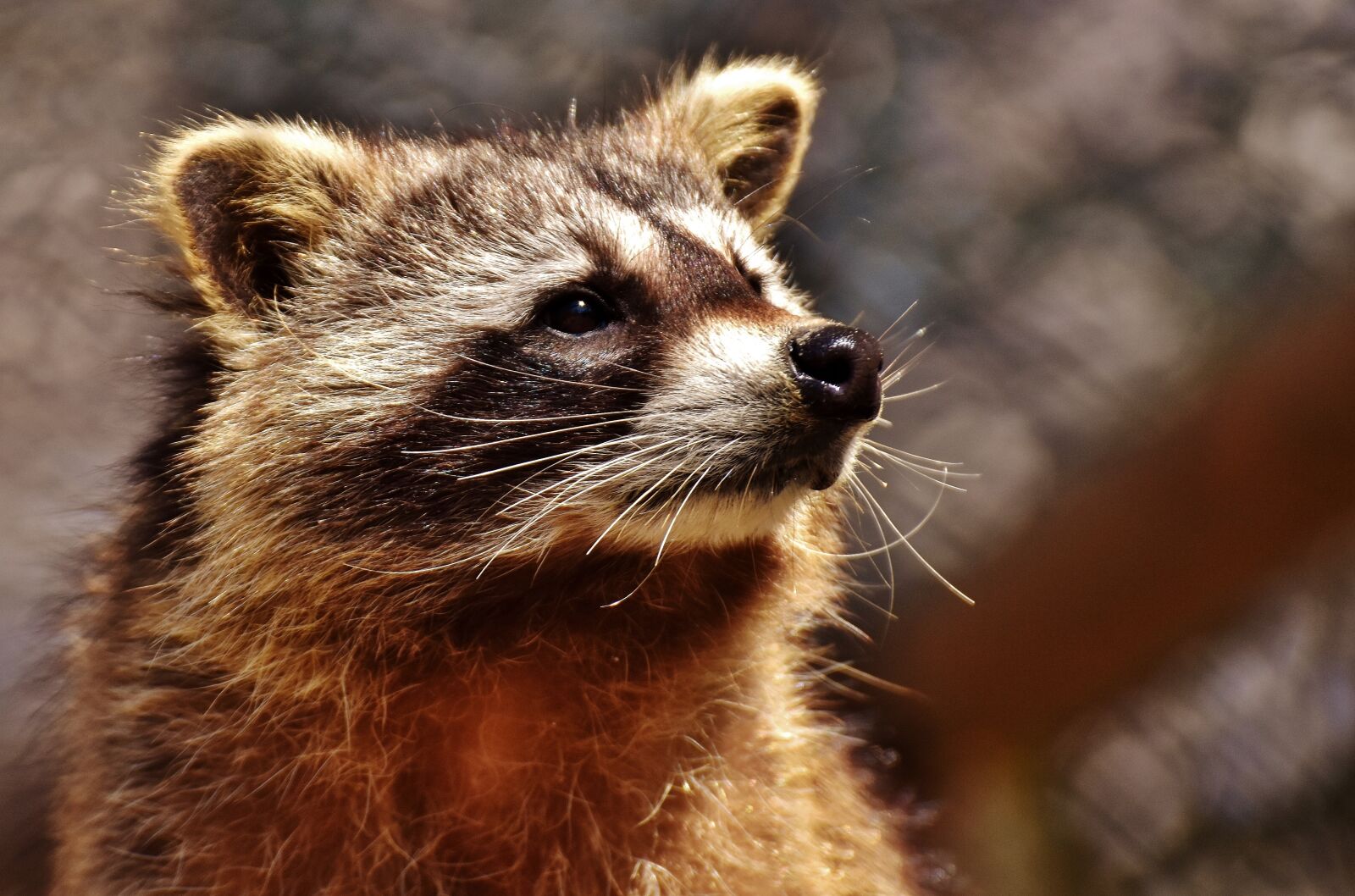Nikon D7200 sample photo. Raccoon, wild animal, furry photography