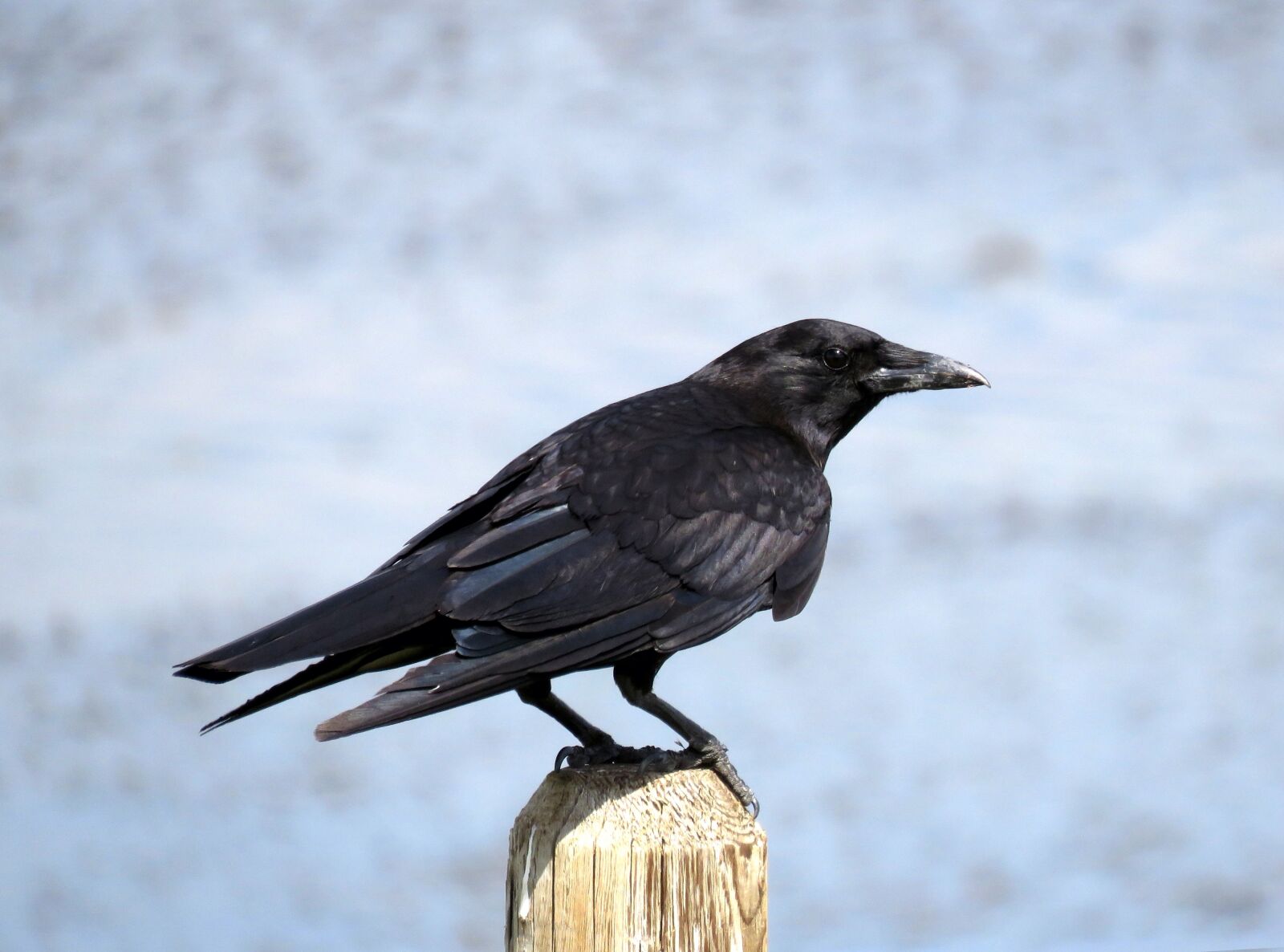 Canon PowerShot SX60 HS sample photo. Crow, birding, birdwatching photography