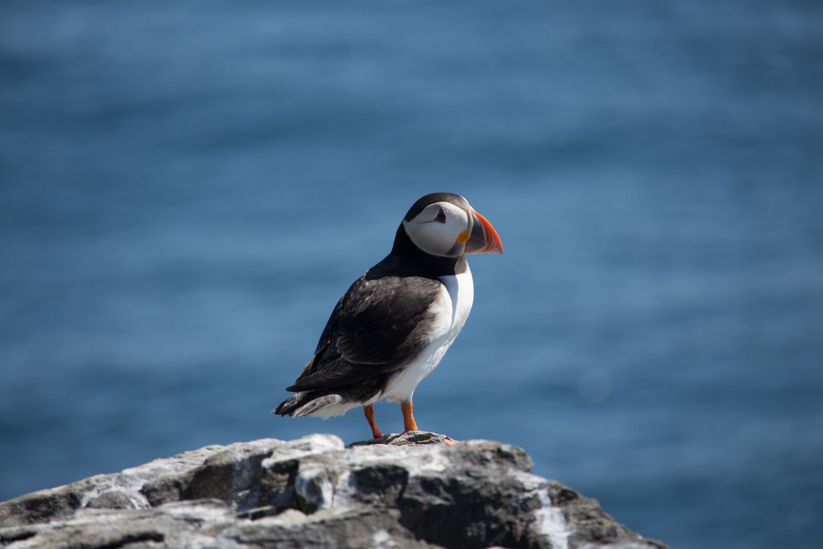 Canon EOS 700D (EOS Rebel T5i / EOS Kiss X7i) sample photo. Puffin, sea, seabird photography