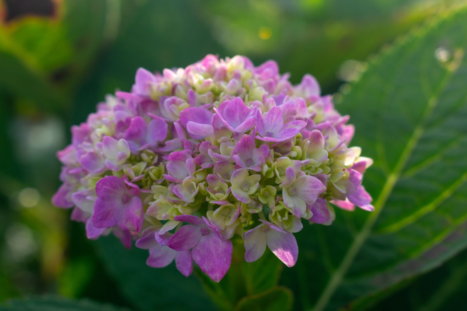 Nikon D3400 sample photo. Hydrangea, dogwood, pink photography