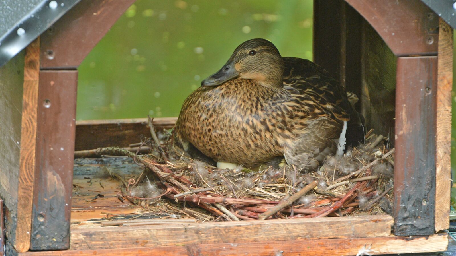 Nikon D4 sample photo. Mallard, breed, bird photography