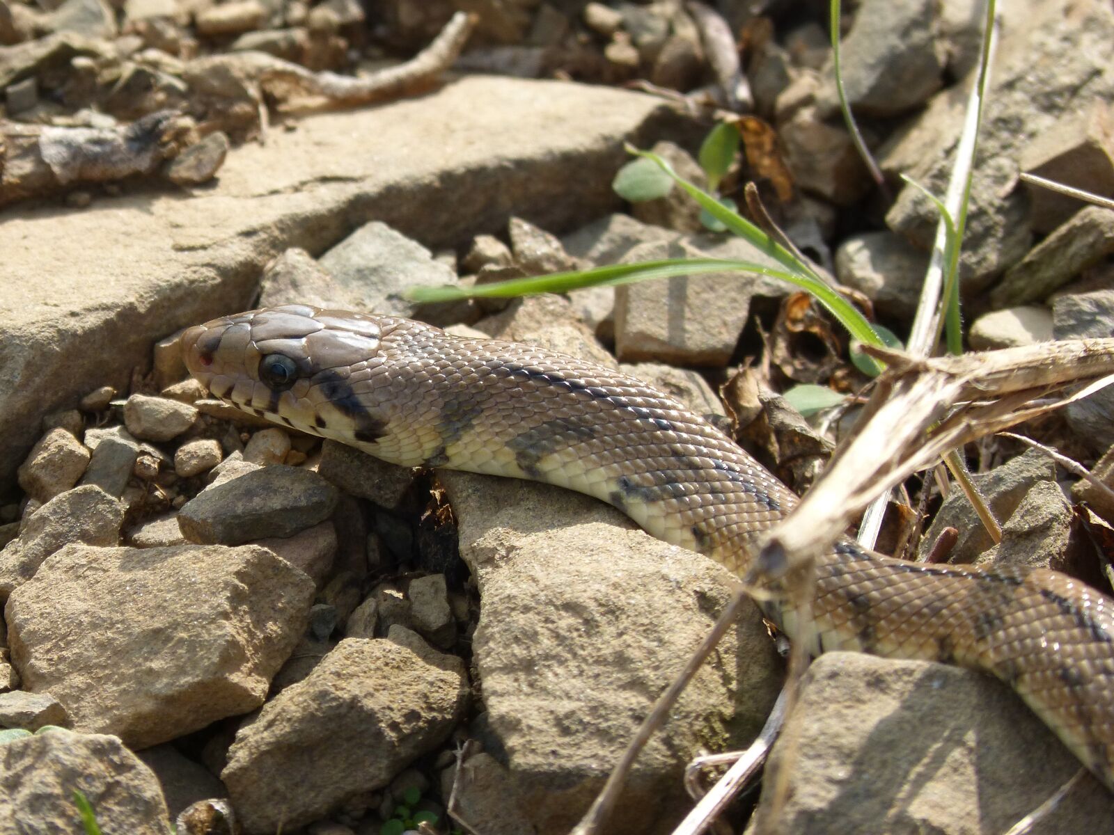 Panasonic DMC-FZ62 sample photo. Ladder snake, snake, threat photography