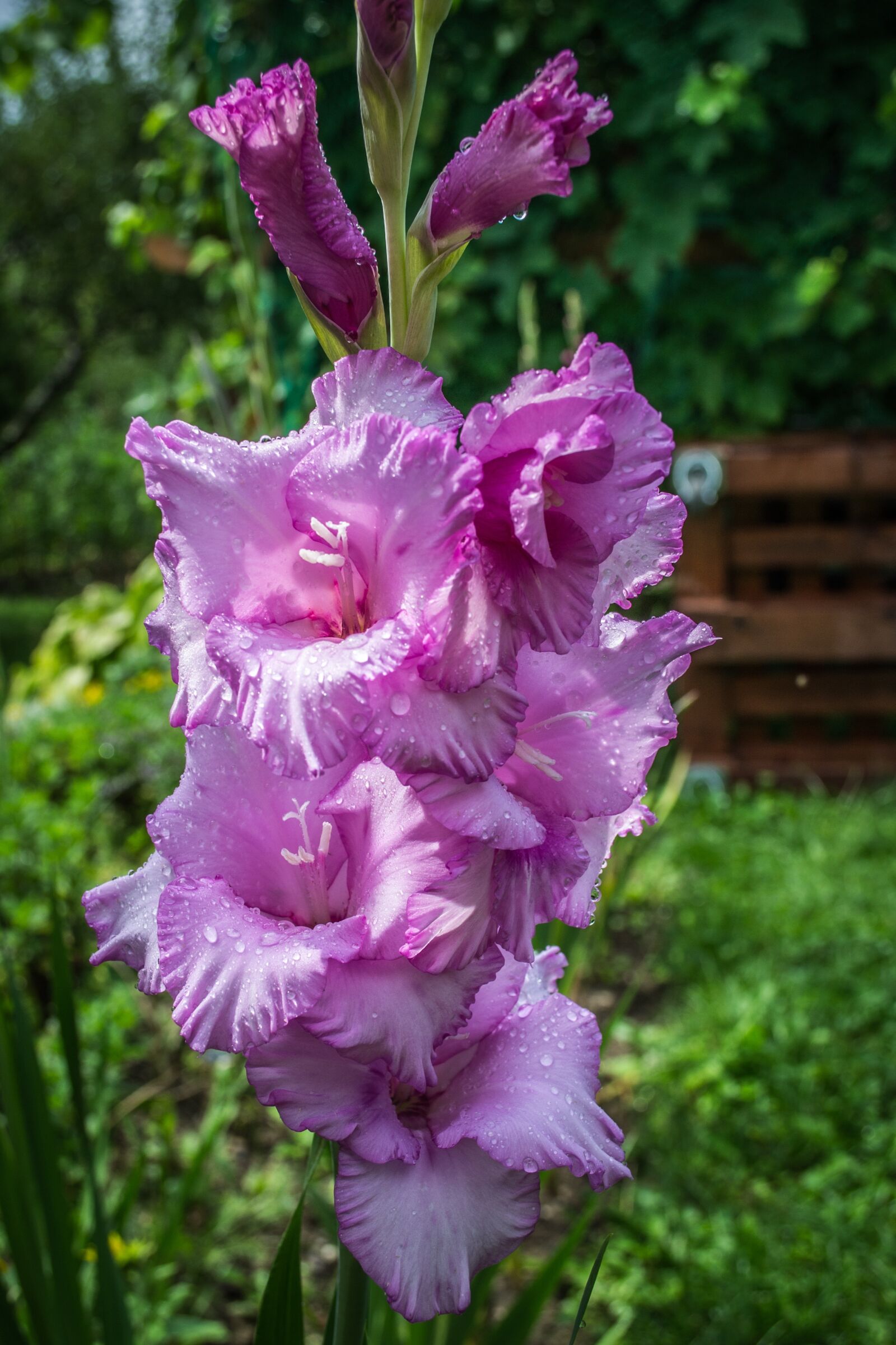 Nikon D3100 sample photo. Flower, drops, purple flowers photography