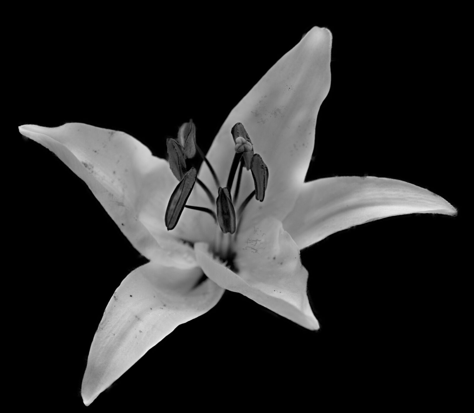 Canon EOS 5D Mark III sample photo. Lys, flower, fleur de photography