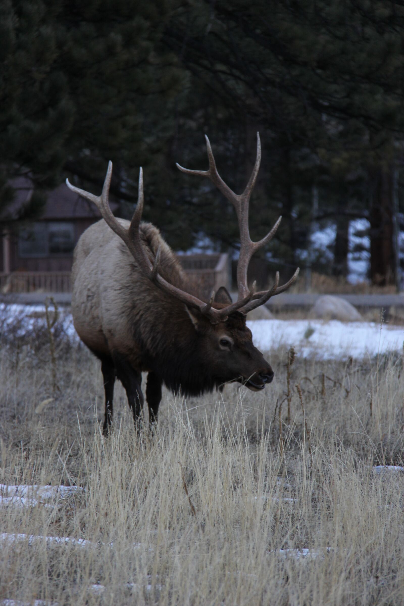 Canon EF-S 18-200mm F3.5-5.6 IS sample photo. Elk, colorado, wildlife photography