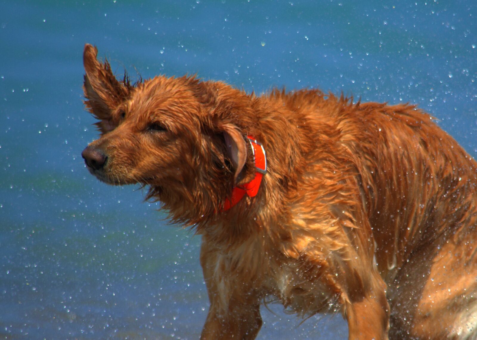 Nikon D5100 sample photo. Dogs, beach, wet photography