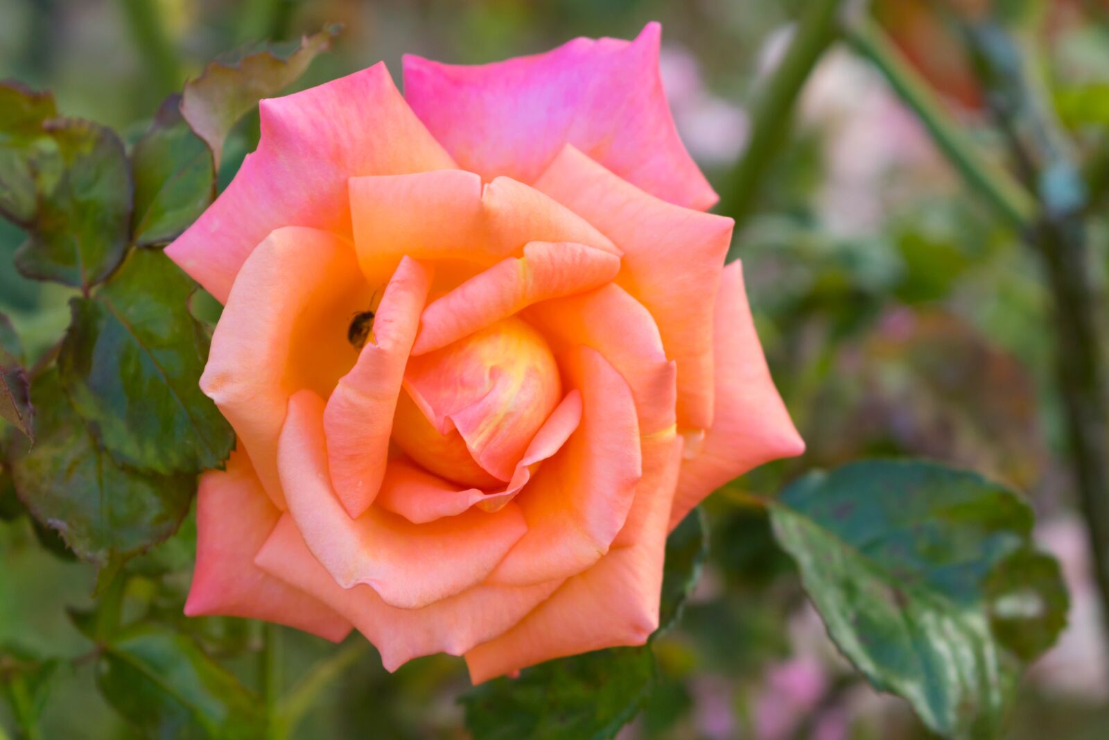 Canon EOS 750D (EOS Rebel T6i / EOS Kiss X8i) sample photo. Flower, nature, rosa photography