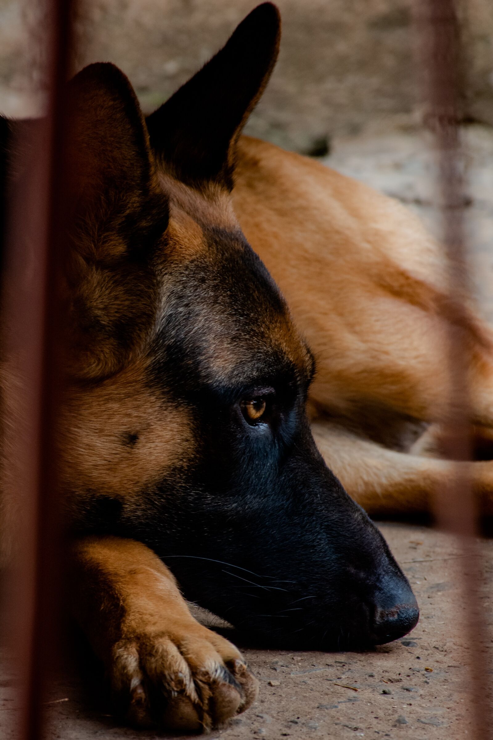Nikon D7100 sample photo. Dog, friend, pet photography