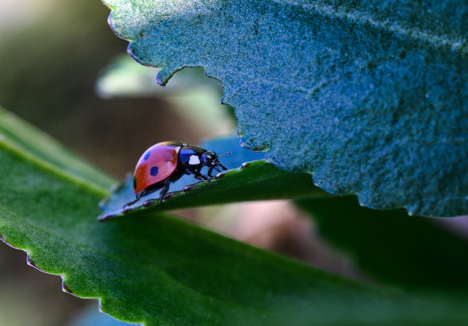 Nikon D610 sample photo. Ladybug, insect, spring photography