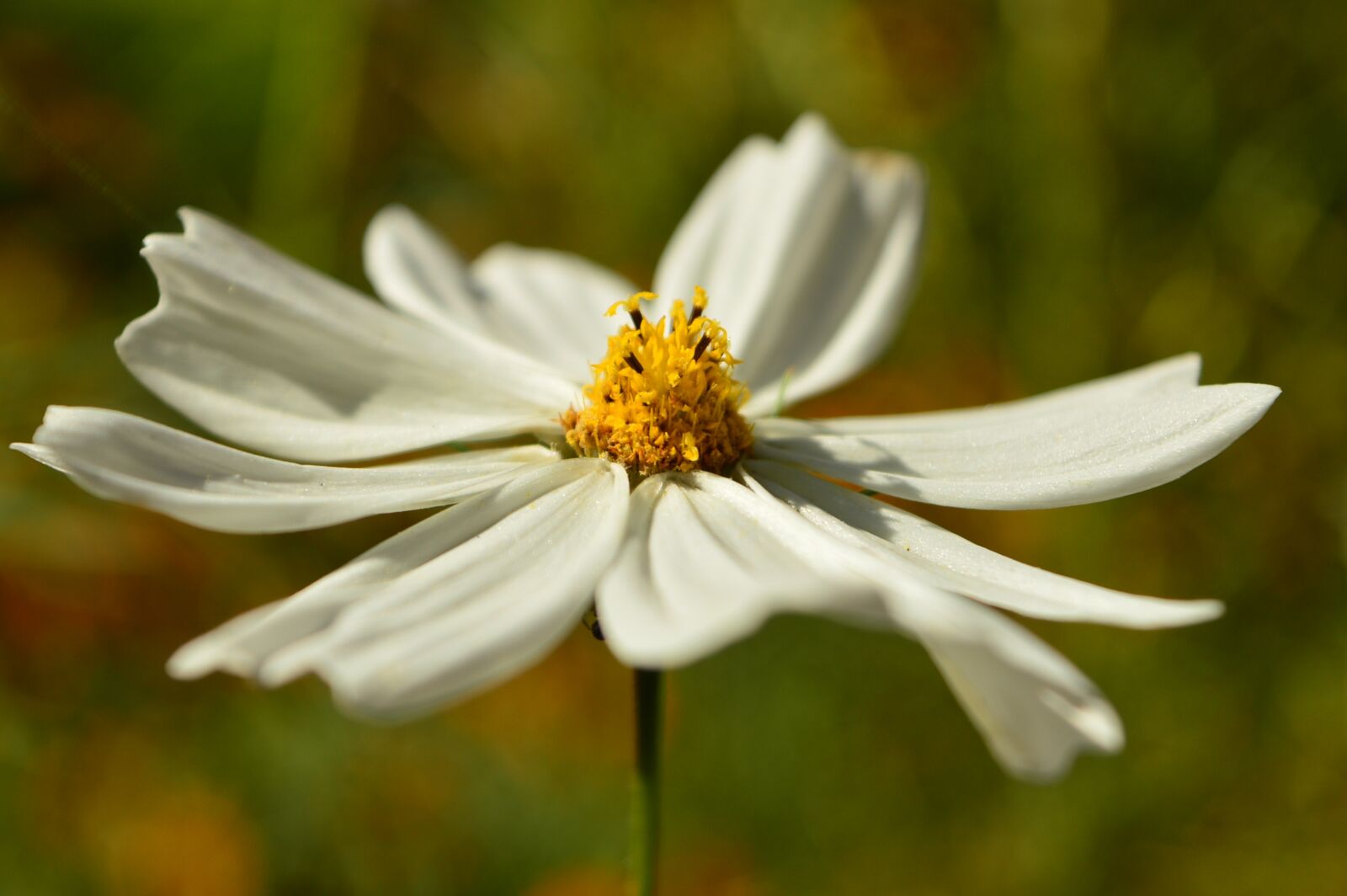 Nikon D3200 sample photo. Flower, white, bloom photography
