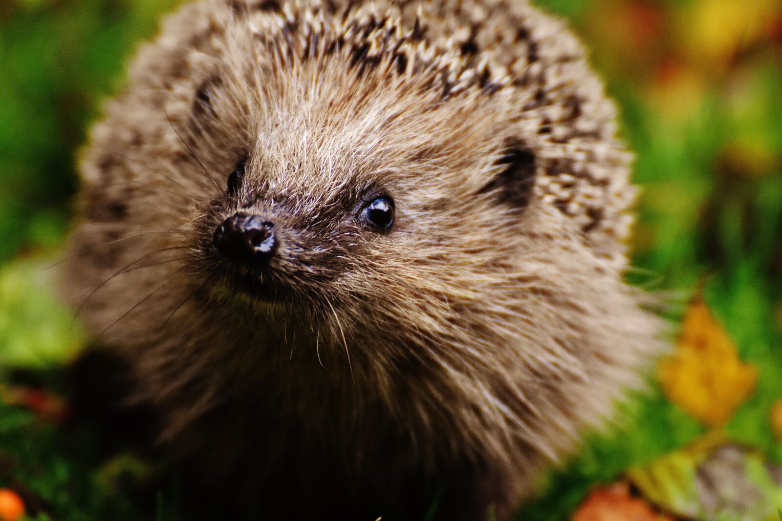 Nikon D7200 sample photo. Hedgehog child, young hedgehog photography