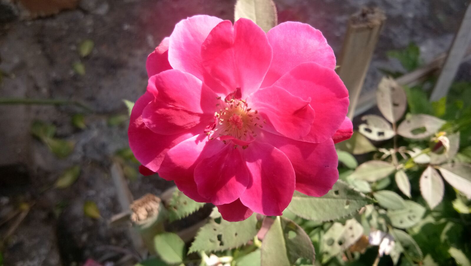 vivo 1601 sample photo. Nature, flower, rose photography